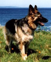 Sheba_picture